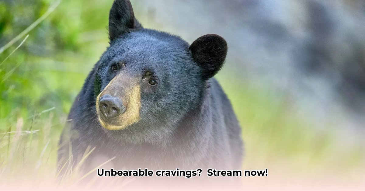 the-bear-streaming-community
